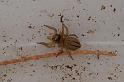 Lycidas_scutulatus_D7808_Z_89_North Stradbroke island_Australie